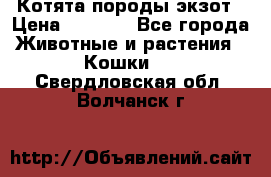 Котята породы экзот › Цена ­ 7 000 - Все города Животные и растения » Кошки   . Свердловская обл.,Волчанск г.
